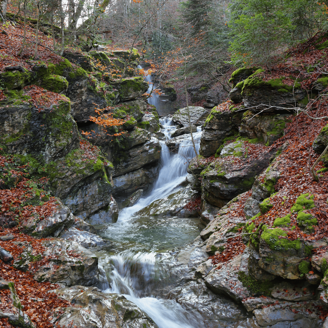 Bosque de Gamueta en el valle de Ansó