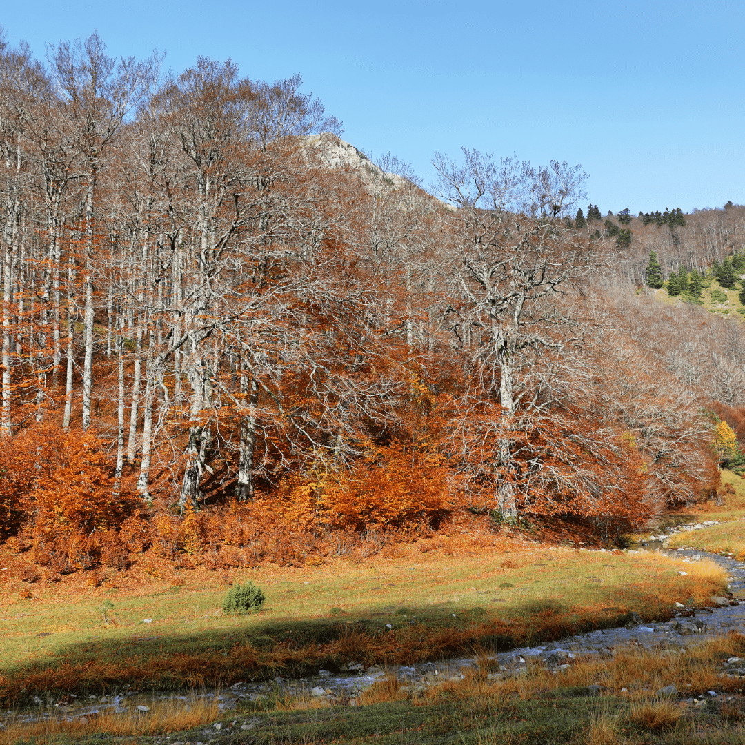 Bosque de Gamueta en el valle de Ansó